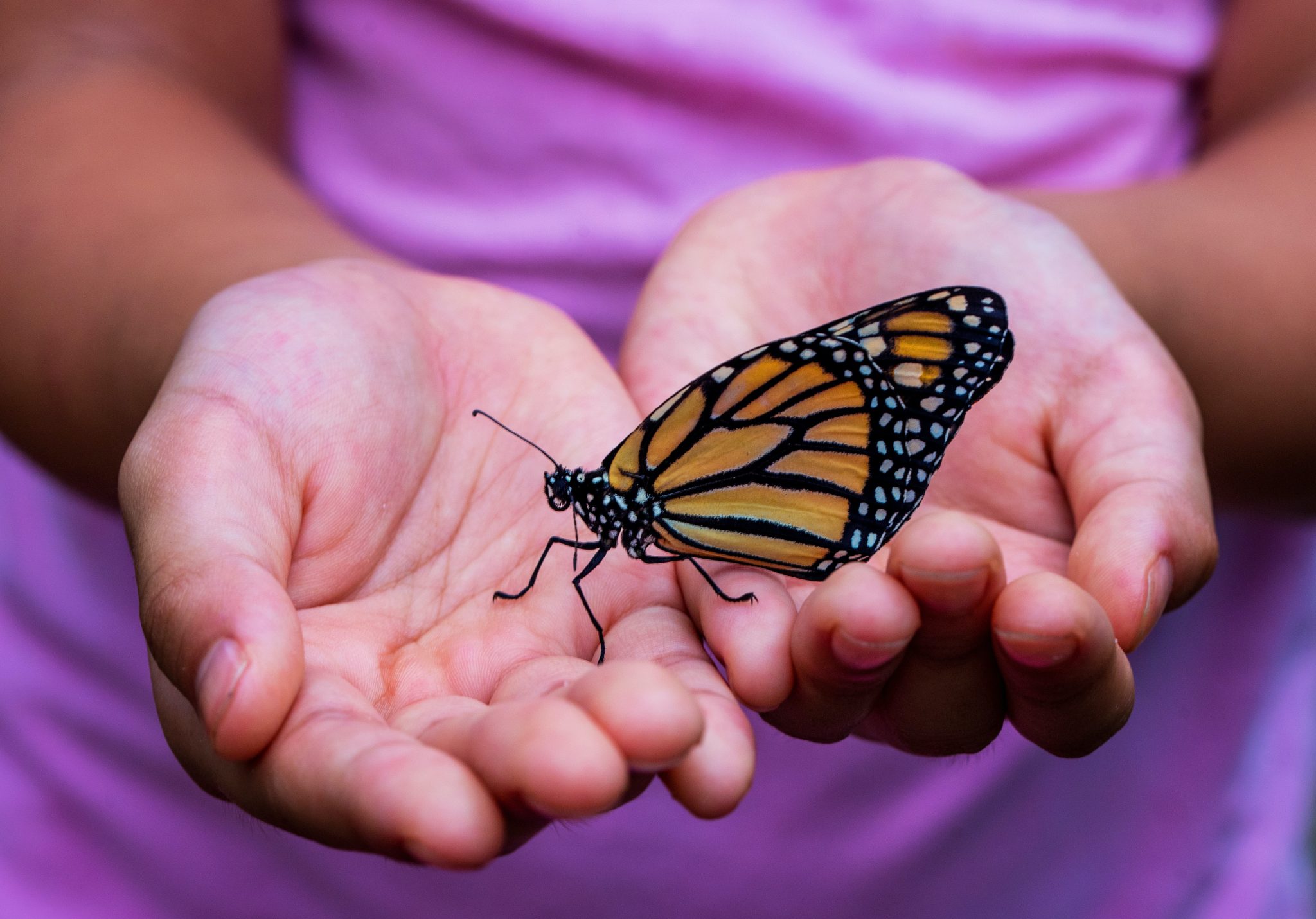 ‘Bee’ sure not to miss the 2022 National Entomology Insect Expo